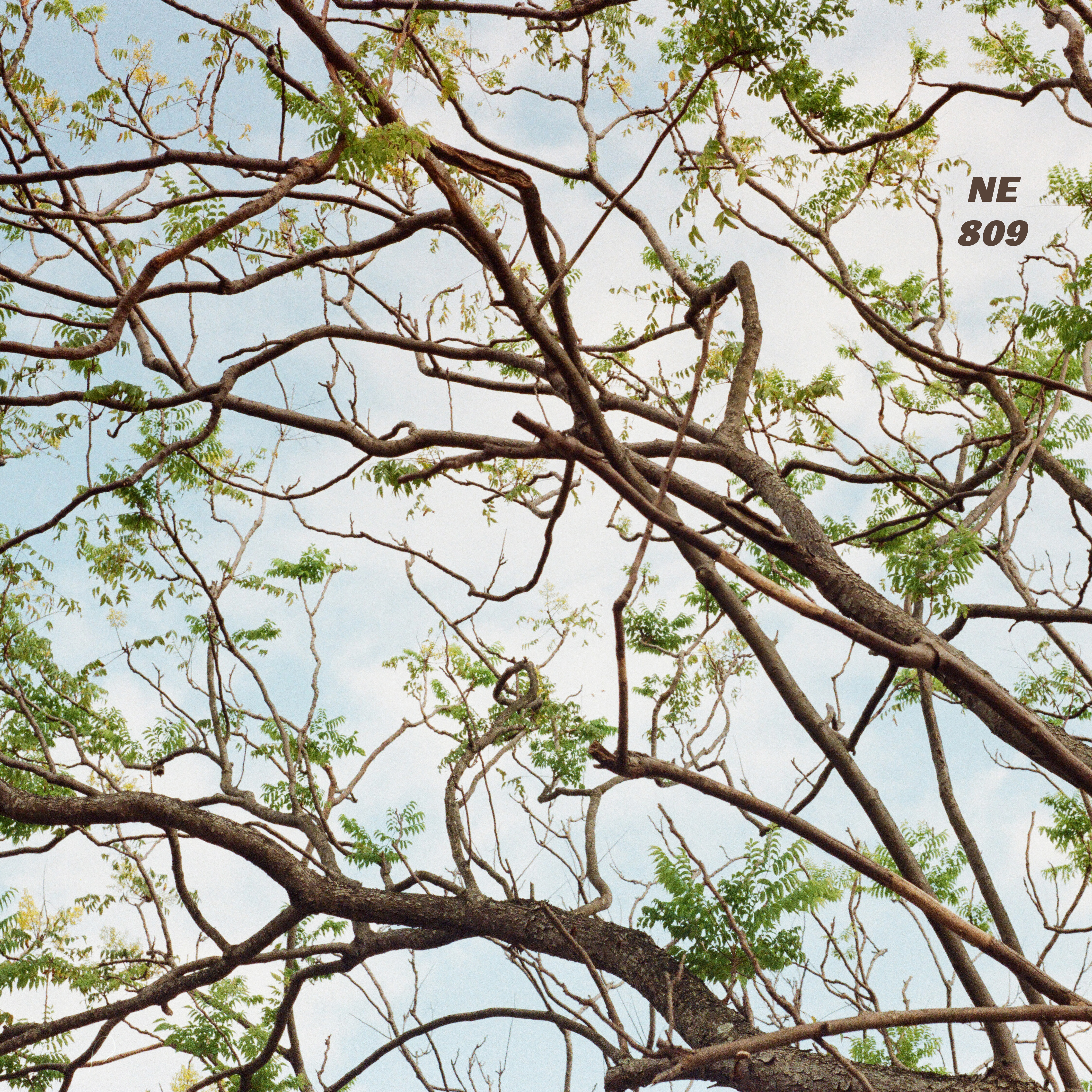 NE 809
